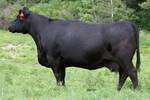 Windover Eileen 29F